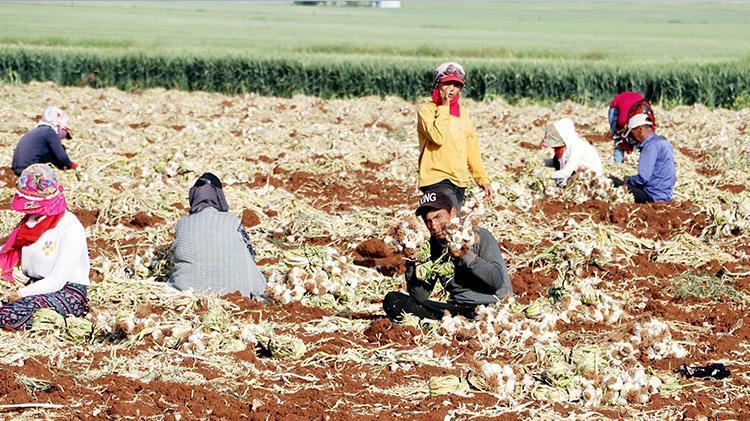 Sofraların vazgeçilmezi... Fiyatlar değişti, tarlada 8-9, markette 30 lira