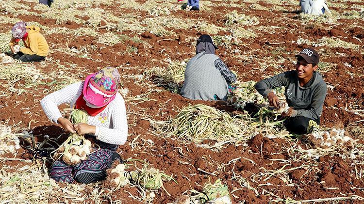 Sofraların vazgeçilmezi... Fiyatlar değişti, tarlada 8-9, markette 30 lira