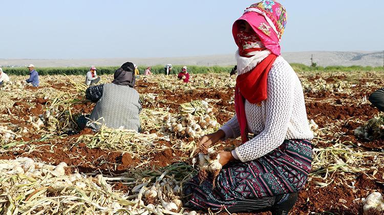 Sofraların vazgeçilmezi... Fiyatlar değişti, tarlada 8-9, markette 30 lira