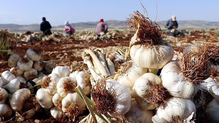 Sofraların vazgeçilmezi... Fiyatlar değişti, tarlada 8-9, markette 30 lira
