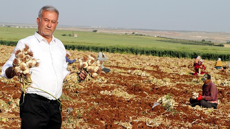 Sofraların vazgeçilmezi... Fiyatlar değişti, tarlada 8-9, markette 30 lira