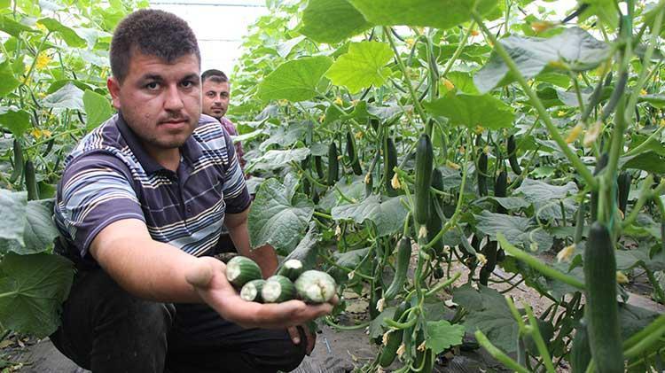 Amasya’da köylülerin kabusu oldu Yakamızı bırak