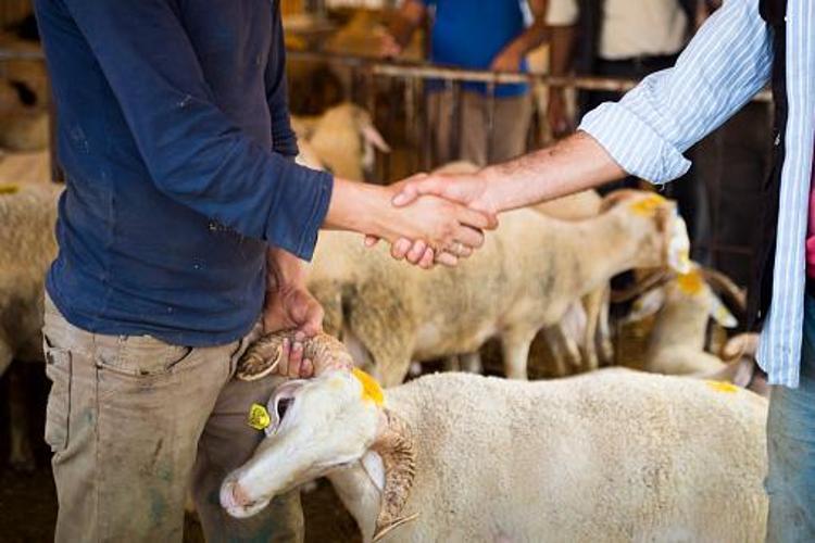 Kurbanlık küçük baş fiyatları belli oldu