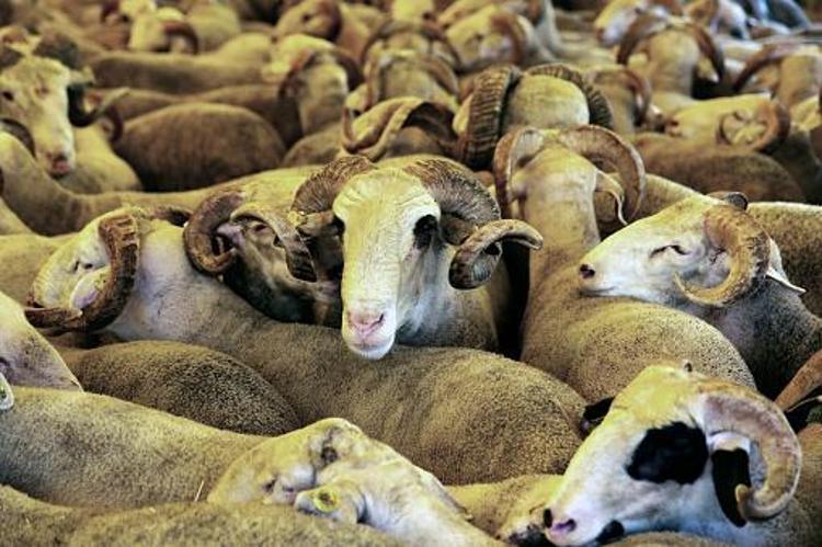 Kurbanlık küçük baş fiyatları belli oldu