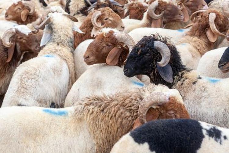 Kurbanlık küçük baş fiyatları belli oldu