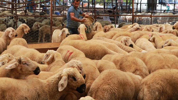Kurban Bayramı öncesi ‘karantina’ uyarısı