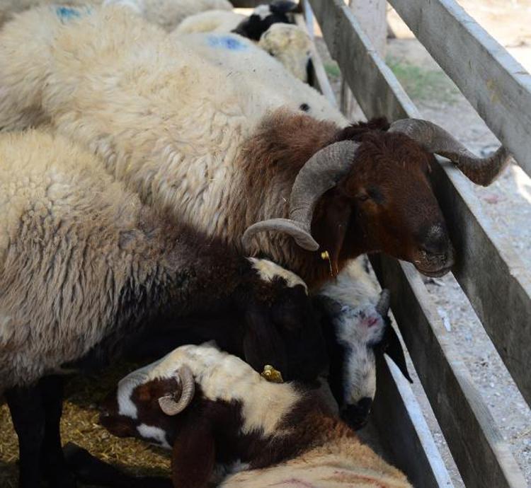 Kurban Bayramı öncesi ‘karantina’ uyarısı