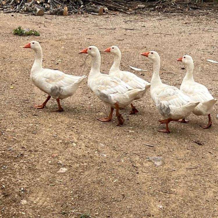 Mehmet Aslantuğdan boşanan Arzum Onan İstanbuldan gitti Doğayla iç içe pozlar