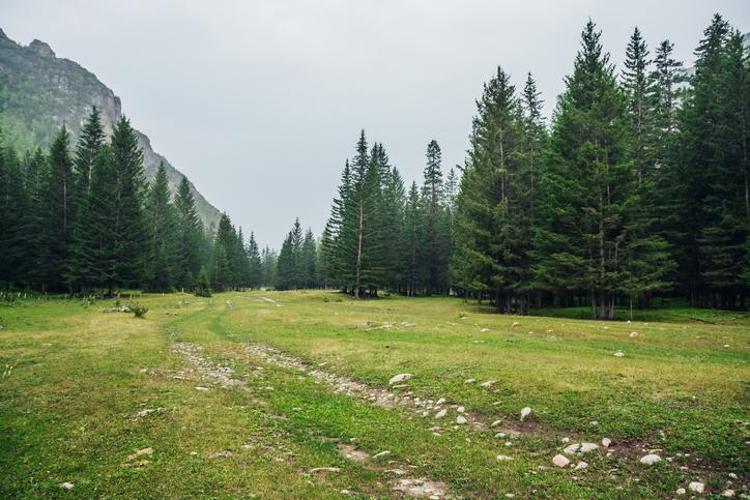 Kahve Tabağında Çam Ağacı Görmek