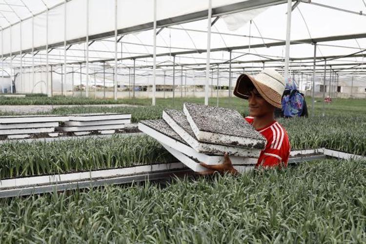 KESME ÇİÇEKLER DÜNYANIN HER NOKTASINA GÖNDERİLİYOR