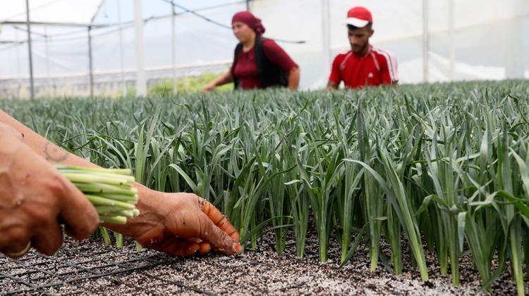 Antalyada üretiliyor, dünyanın 33 ülkesi sıraya girdi Hedef 165 milyon dolar döviz girdisi