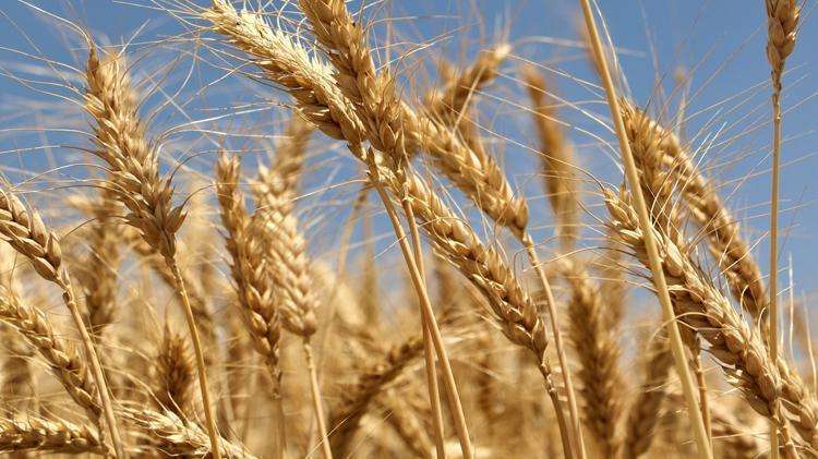 Hububatta tarihi rekolte: Çiftçinin yüzü güldü