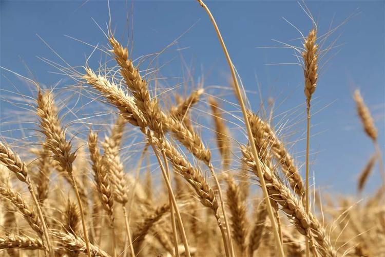 Ekili olan tarlalarda yangın çıkmaması için bazı noktalara itfaiye bırakırsa çok iyi olur