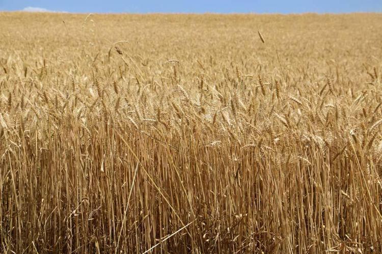 Hububatta tarihi rekolte: Çiftçinin yüzü güldü
