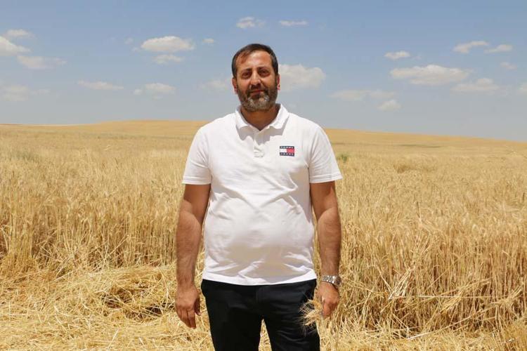 Hububatta tarihi rekolte: Çiftçinin yüzü güldü
