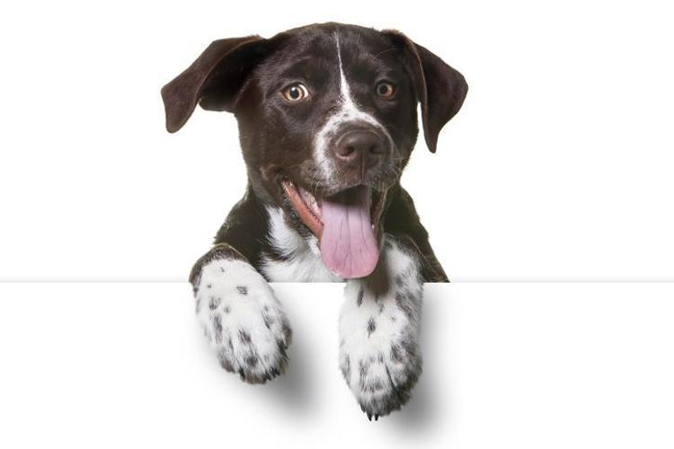 Kahve Falında Köpek Kafası Nasıl Yorumlanır