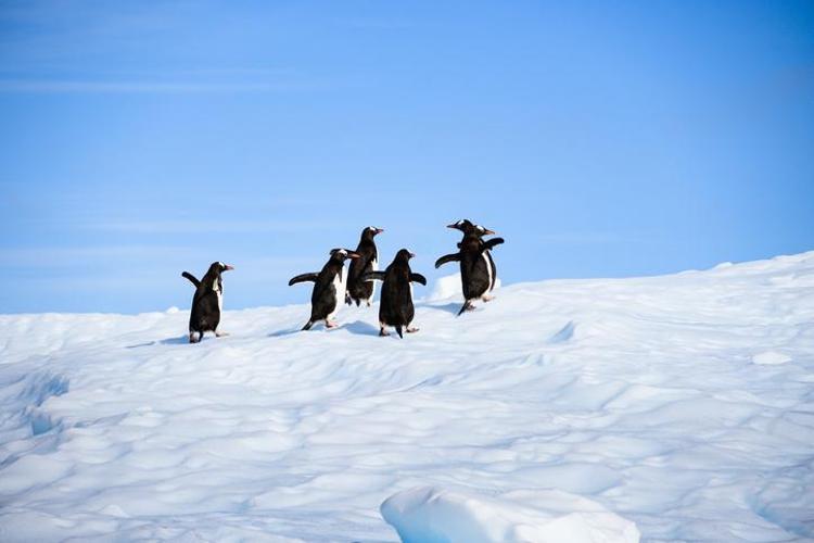Falda Beyaz Penguen Çıkması Ne Anlama Gelir