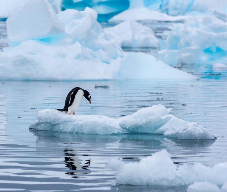 Falda Penguen Görmek Ne Demek