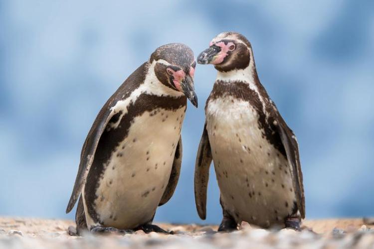 Falda Penguen Görmek Ne Demek Kahve Falında Penguen Nasıl Yorumlanır