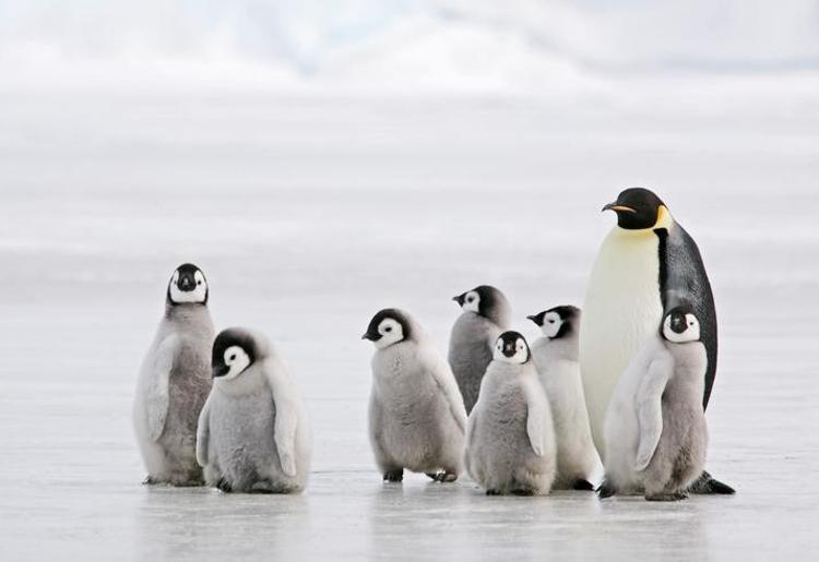 Kahve Falında Penguen Nasıl Yorumlanır