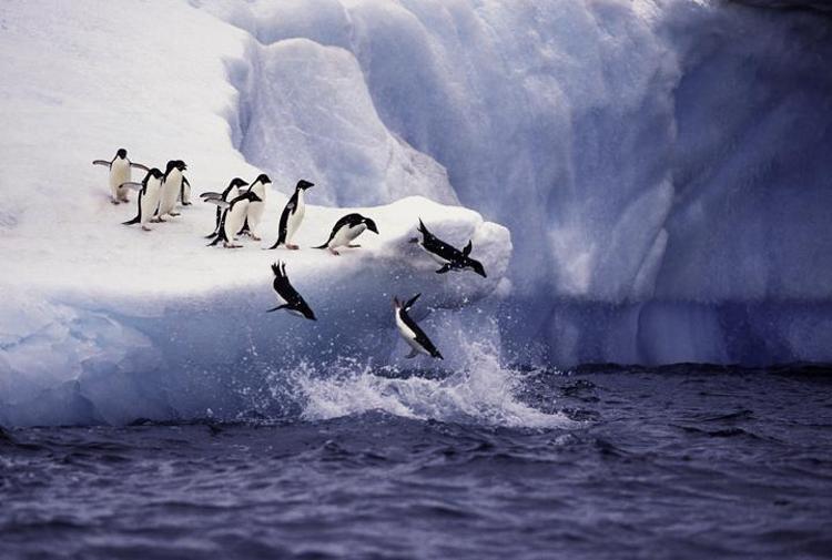 Falda Penguen Görmek Ne Demek Kahve Falında Penguen Nasıl Yorumlanır
