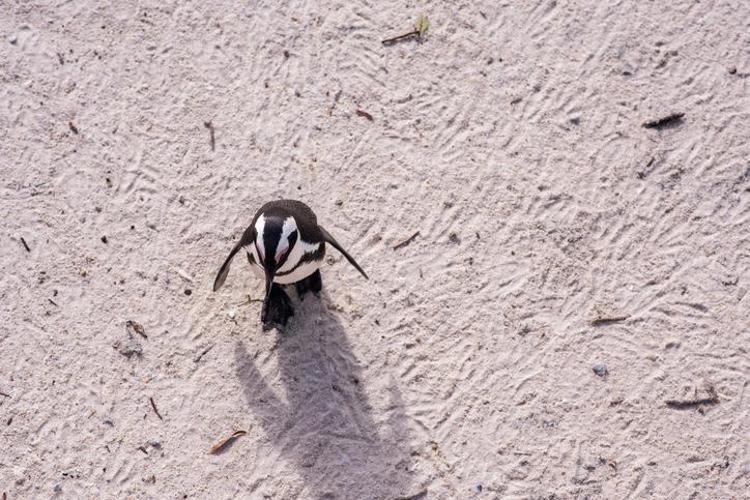 Falda Yavru Penguen Nasıl Yorumlanır