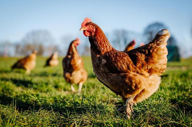 Falda Tavuk Görmek Ne Demek Kahve Falında Tavuk Nasıl Yorumlanır