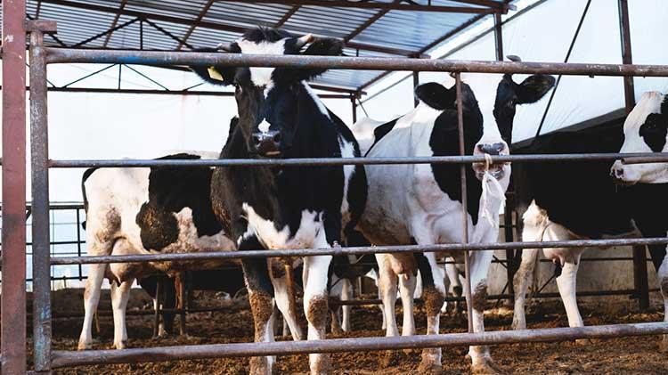 Kurbanlık alacaklar dikkat Bakanlık tek tek açıkladı, işte yapılması gerekenler