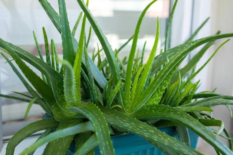 Aloe Vera Kremi Nasıl Kullanılır