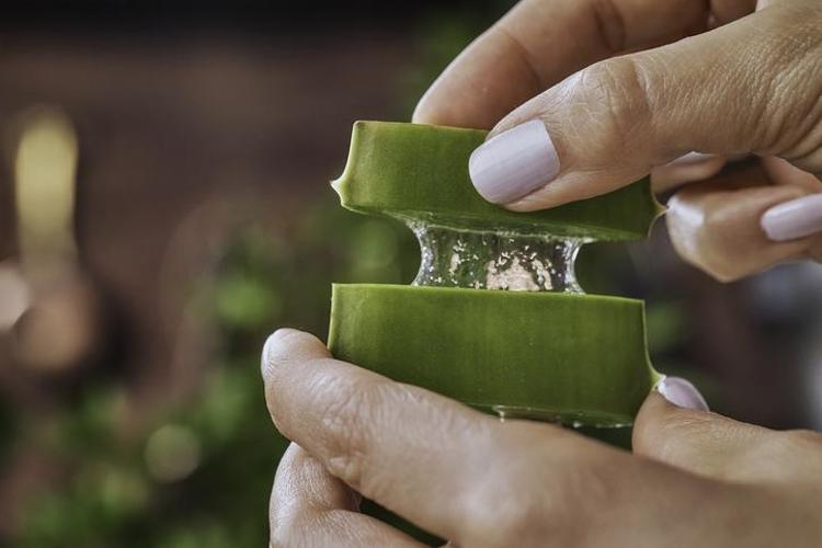Aloe Vera Suyu Nasıl Kullanılır