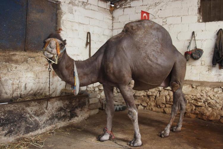 Araba fiyatına kurbanlık develer yok satıyor Sadece 1 deve kaldı