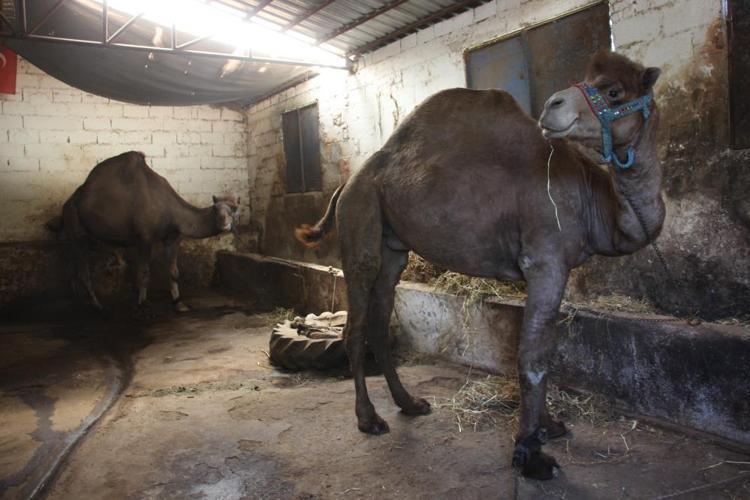 Araba fiyatına kurbanlık develer yok satıyor Sadece 1 deve kaldı