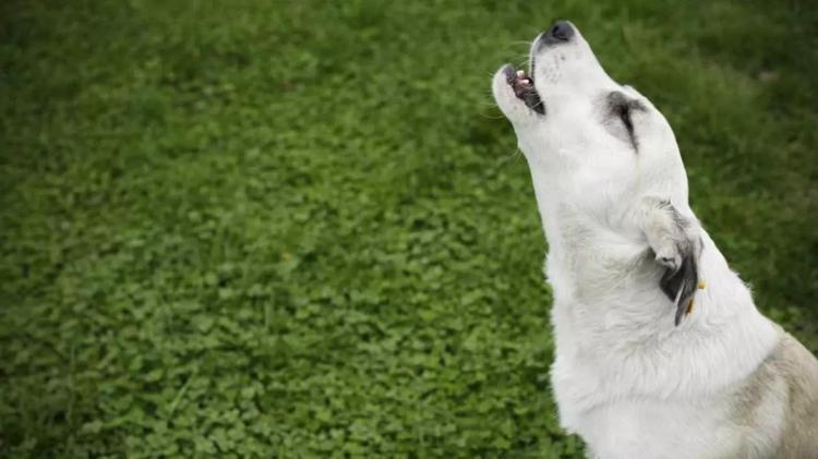 KÖPEKLER EZAN OKUNUNCA NEDEN HAVLAR_