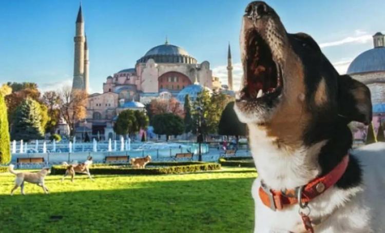 Ezan okununca köpekler neden havlar Köpekler ezan okunurken neden ulur