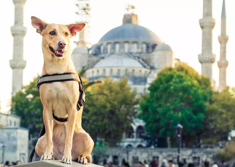 Ezan okununca köpekler neden havlar Köpekler ezan okunurken neden ulur
