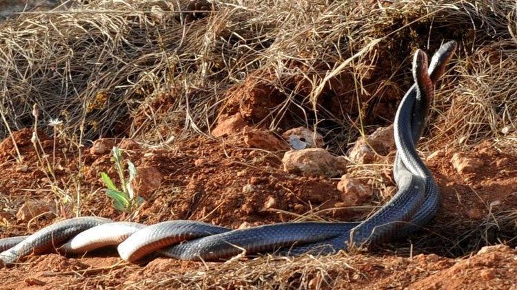 Kimisi erkeğini yiyor, kimisi sürekli ereksiyon halinde Hayvanlar aleminin hayret ettiren çiftleşme taktikleri