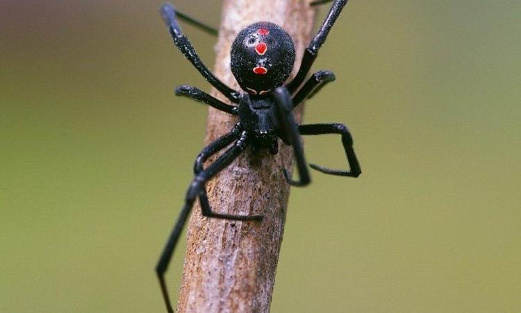 ERKEĞİNİ YİYEN ÖRÜMCEK: KARADUL
