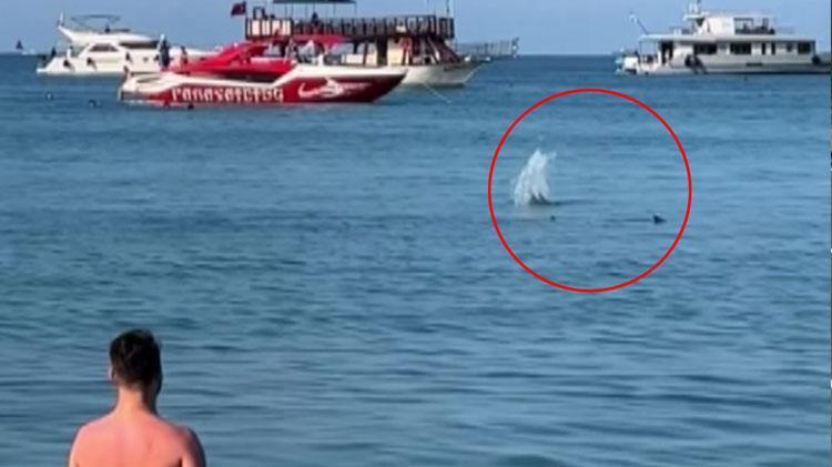 Denizde panik anları Köpek balığı sanılarak taşlandı, nesli tükenmekte olan tür çıktı