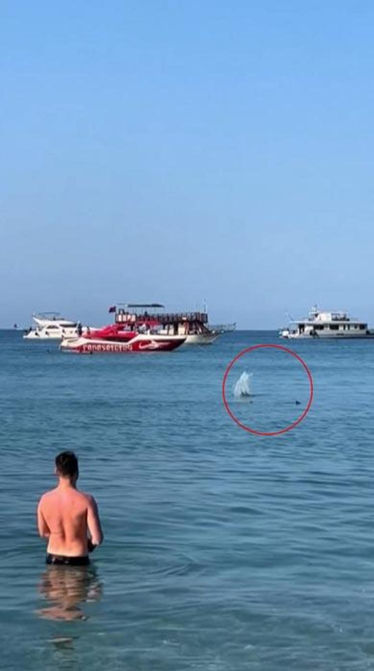 Denizde panik anları Köpek balığı sanılarak taşlandı, nesli tükenmekte olan tür çıktı