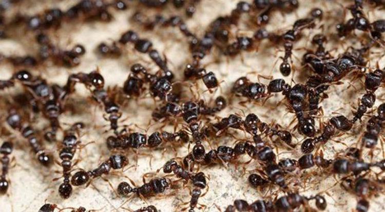 Evde karınca bırakmıyor Karıncayı öldürmeden kaçıran en iyi 4 doğal yöntem