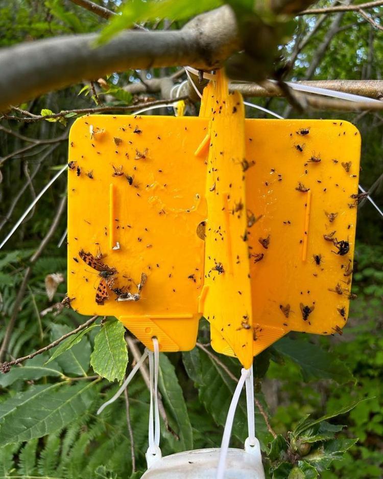 Türkiye'de ilk kez 2014'te görüldü! Torymus Sinensis yayılıyor Yaşam