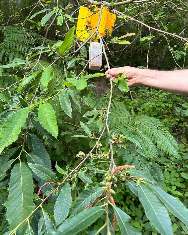 Türkiye'de ilk kez 2014'te görüldü! Torymus Sinensis yayılıyor Yaşam