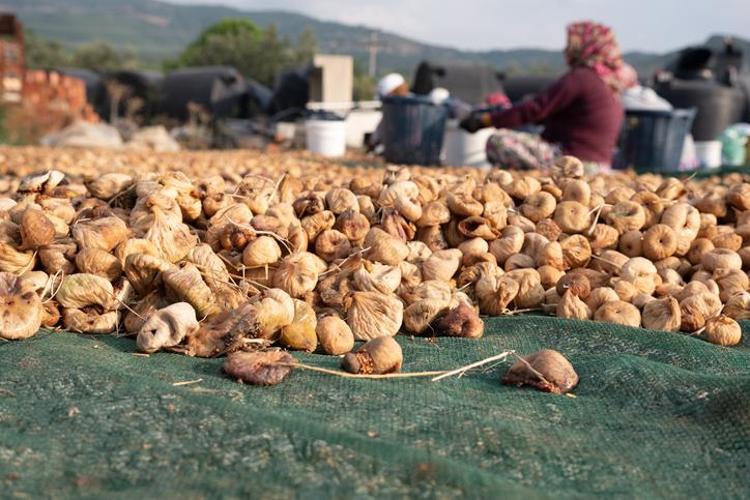 Kanserin bir numaralı düşmanı, kalp sağlığına iyi geliyor İşte beyaz altının faydaları
