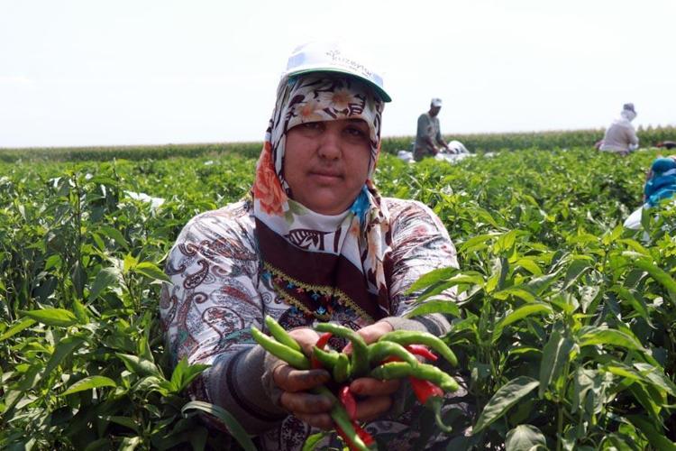 Edirnede tava ciğerin ‘olmazsa olmaz’ı Karaağaç acı biberinin hasadı başladı