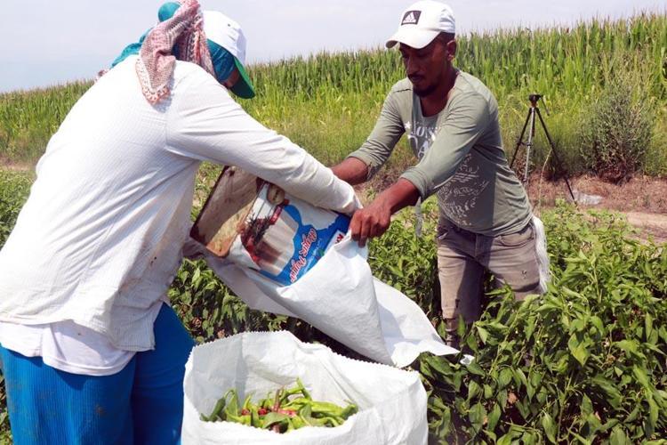 Edirnede tava ciğerin ‘olmazsa olmaz’ı Karaağaç acı biberinin hasadı başladı