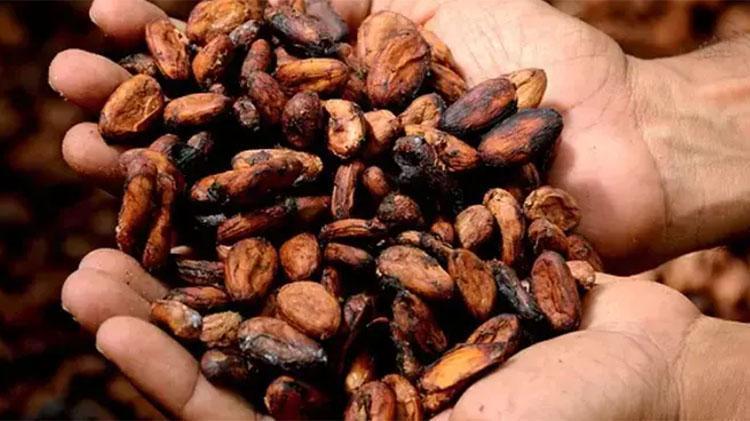 ABDli bilim insanları açıkladı:O besin beyni gençleştiriyor