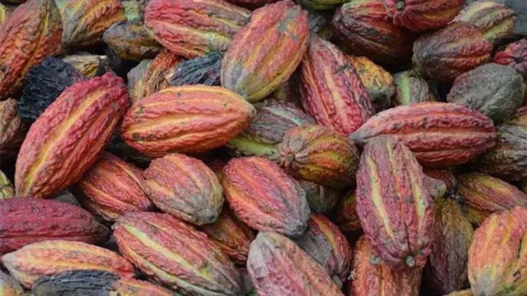 ABDli bilim insanları açıkladı:O besin beyni gençleştiriyor