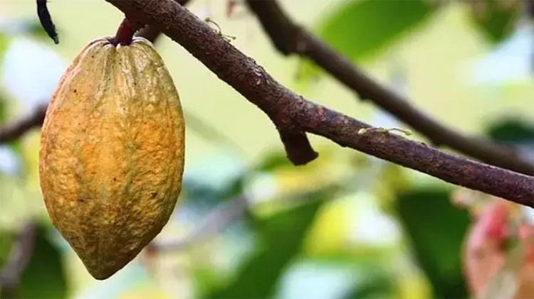 ABDli bilim insanları açıkladı:O besin beyni gençleştiriyor