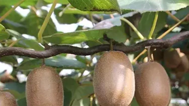 Canan Karatay açıkladı: Bu meyve metabolizmayı hızlandırıp kilo vermeye yardımcı oluyor