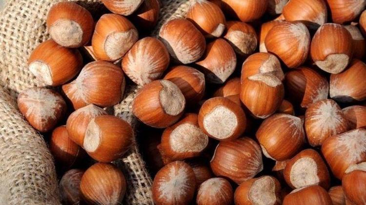 Fındık kabuğunun çayı şifa dağıtıyor Fındık kabuğu çayı nasıl yapılır